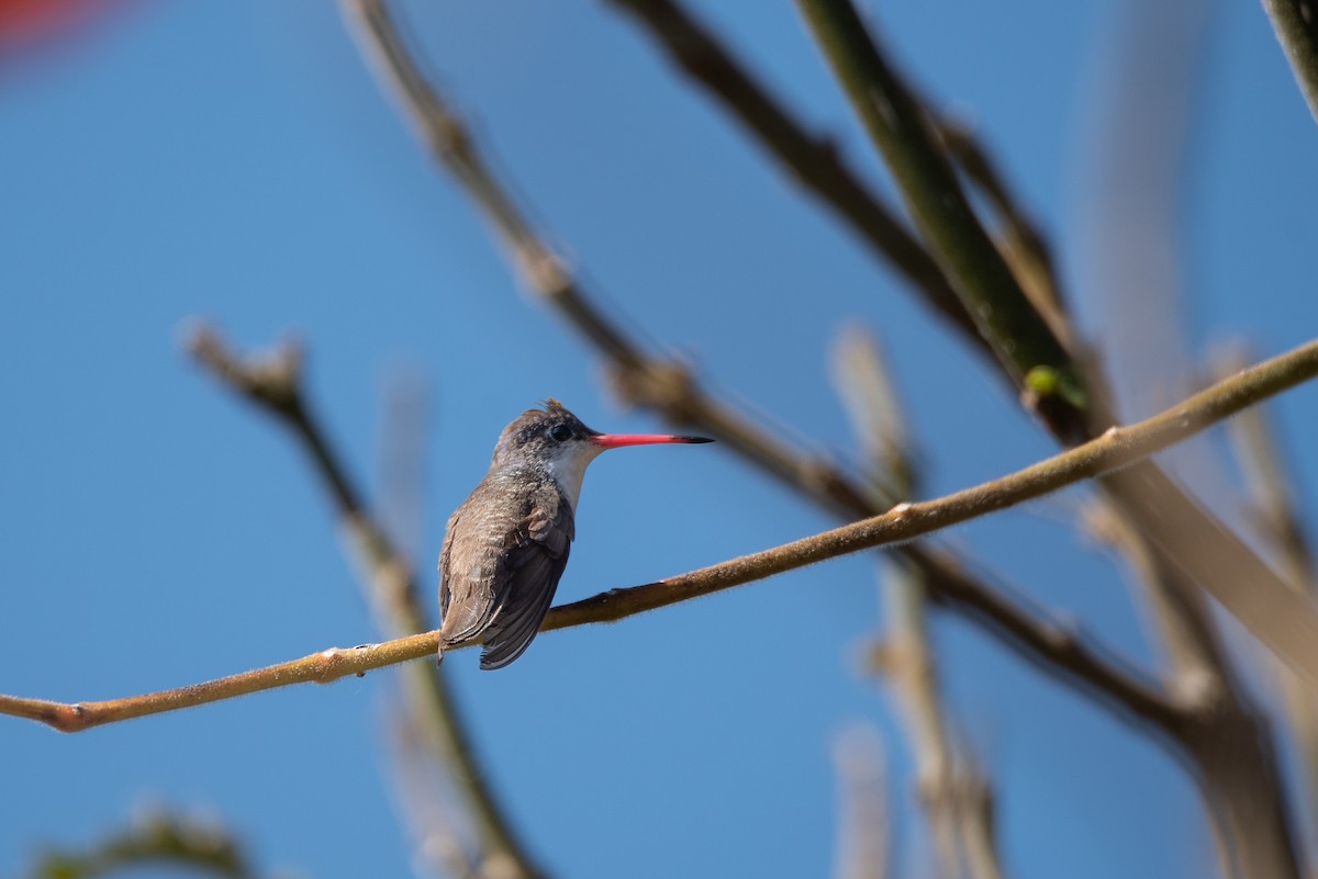 kolibřík fialovokorunkatý - ML615248562