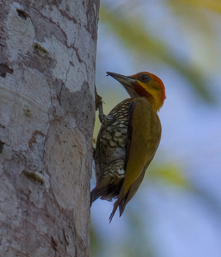 White-throated Woodpecker - José Martín
