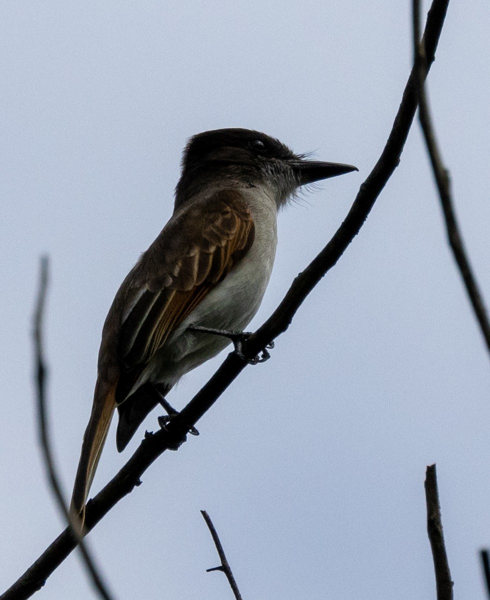 Loggerhead Kingbird (Hispaniolan) - ML615248832