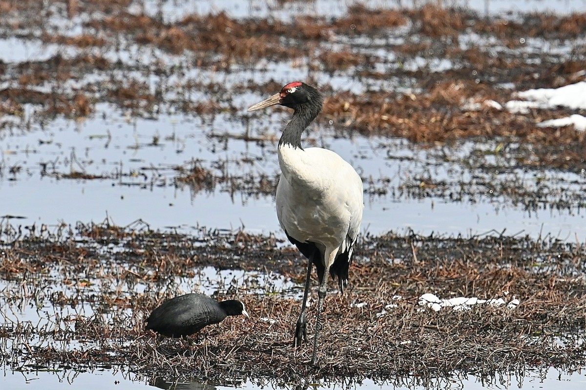 Black-necked Crane - ML615248854