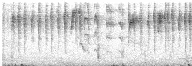 kalypta břitvochvostá - ML615248874
