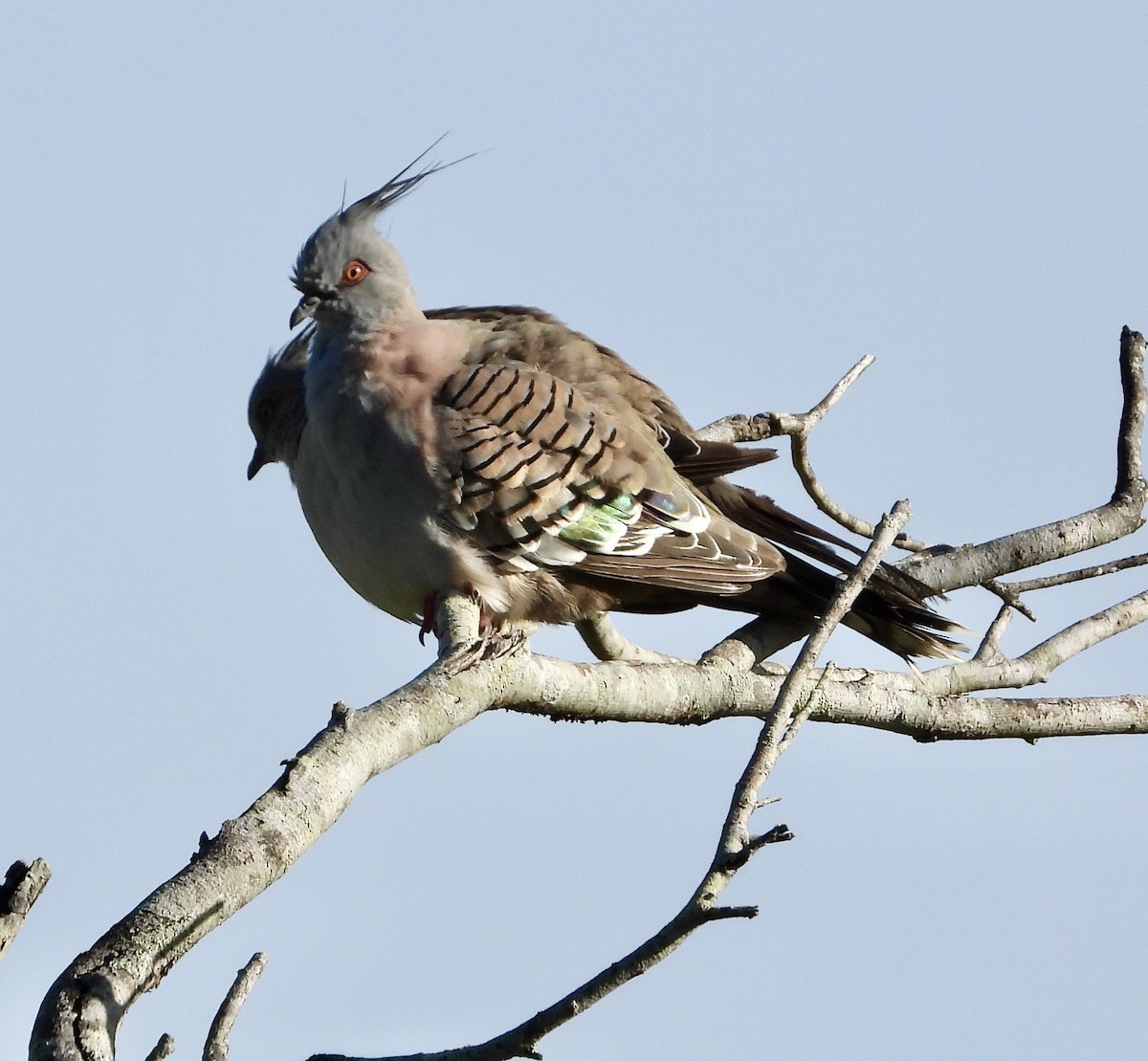 Crested Pigeon - ML615248909