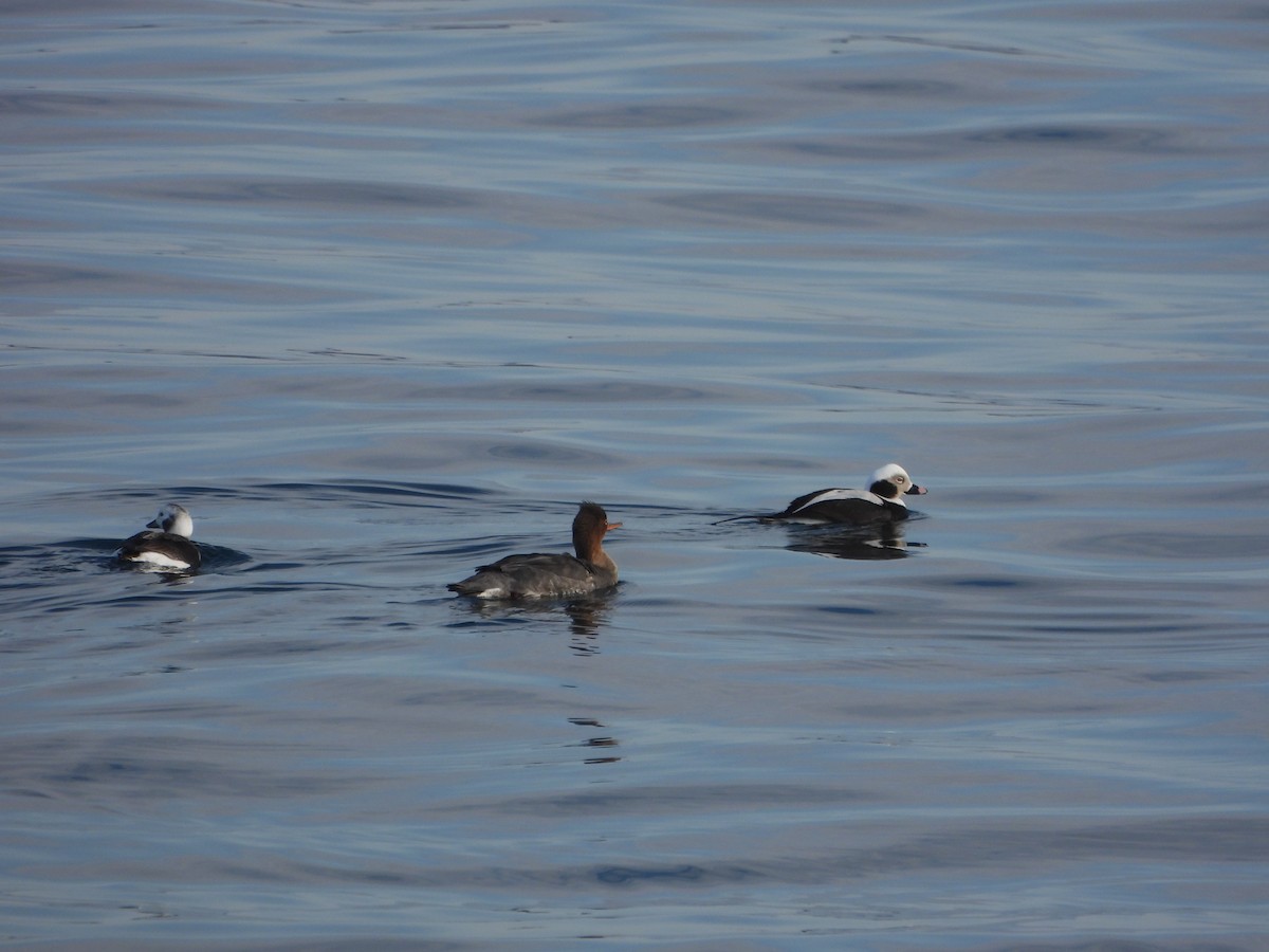 Long-tailed Duck - ML615249209