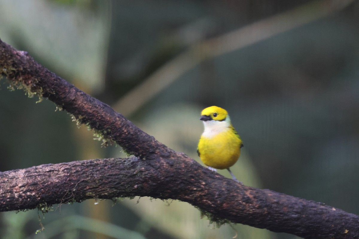 Silver-throated Tanager - ML615249304