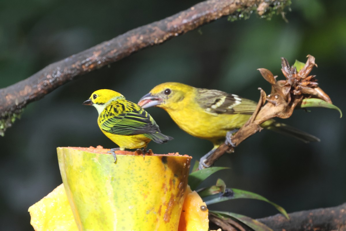 Silver-throated Tanager - ML615249305