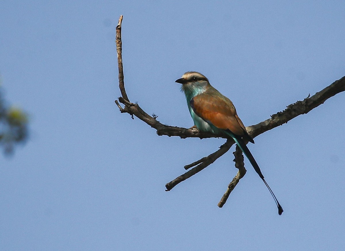Racket-tailed Roller - ML615249350