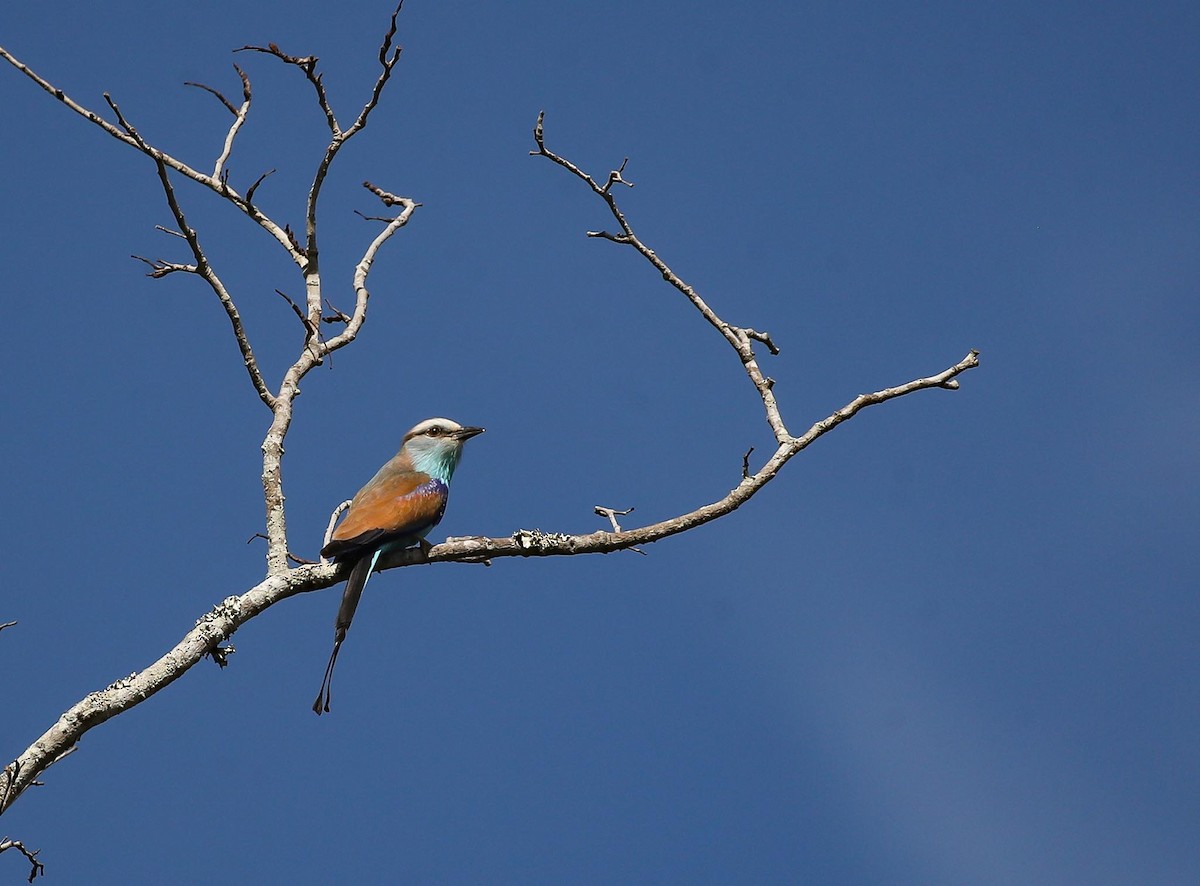 Racket-tailed Roller - ML615249353