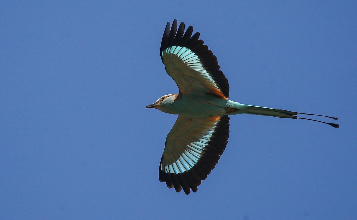 Racket-tailed Roller - ML615249354