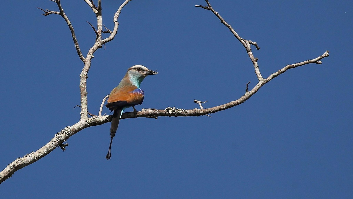 Racket-tailed Roller - ML615249355