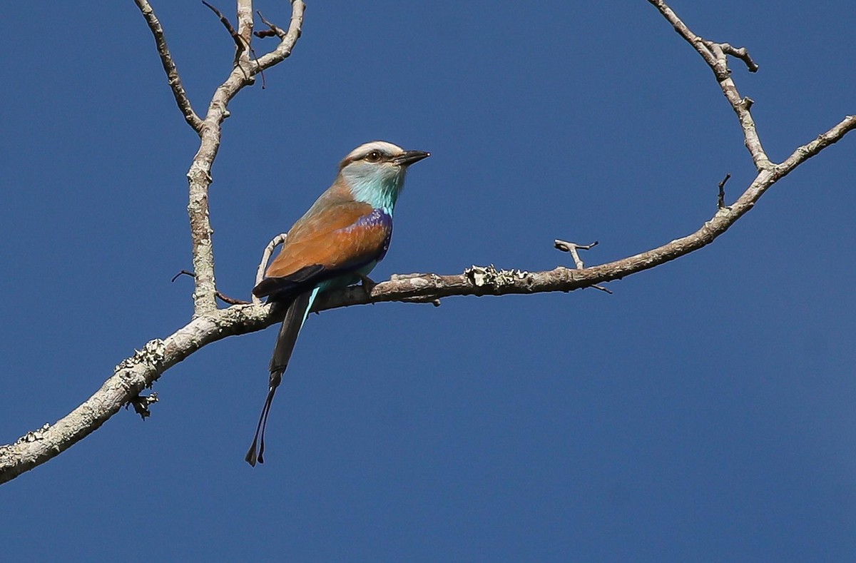 Racket-tailed Roller - ML615249360