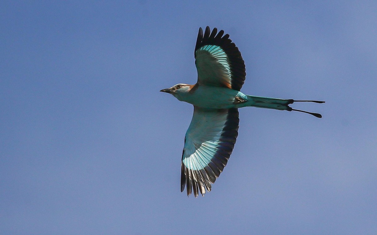 Racket-tailed Roller - ML615249362