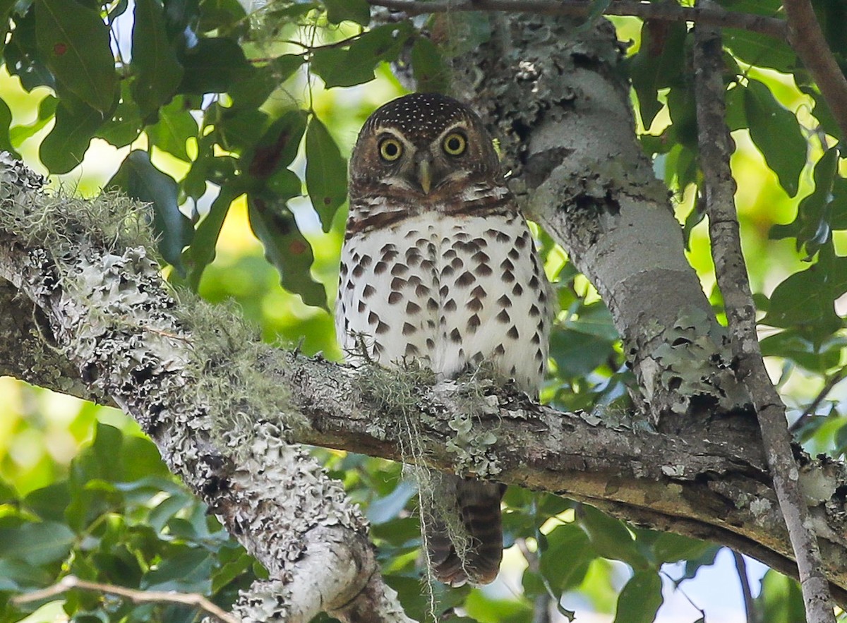 African Barred Owlet - ML615249390