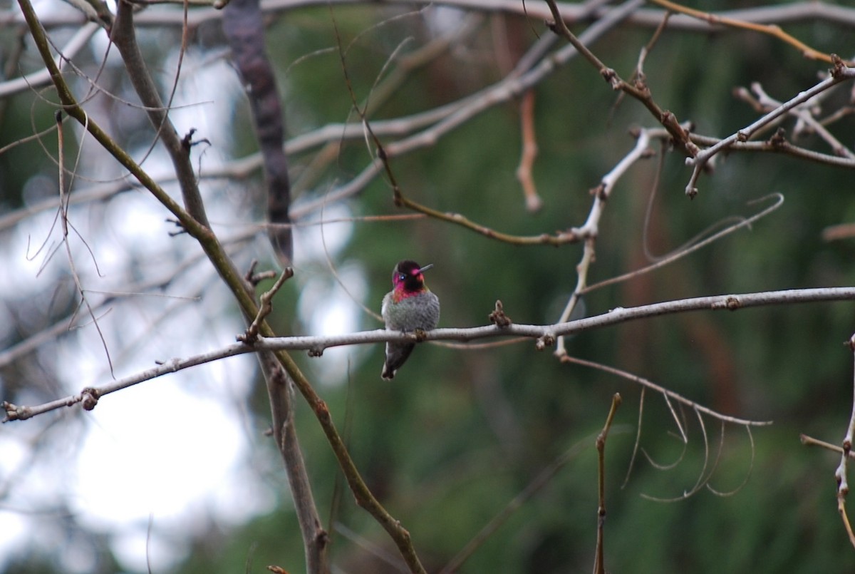 Anna's Hummingbird - ML615249513