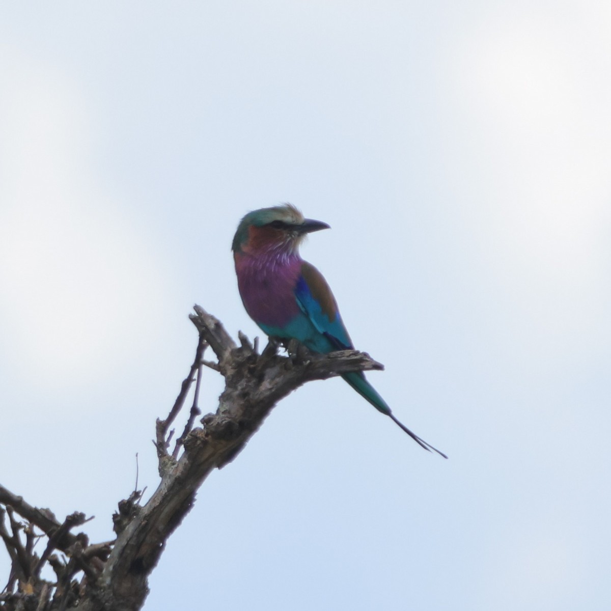 Lilac-breasted Roller (Lilac-breasted) - ML615249521