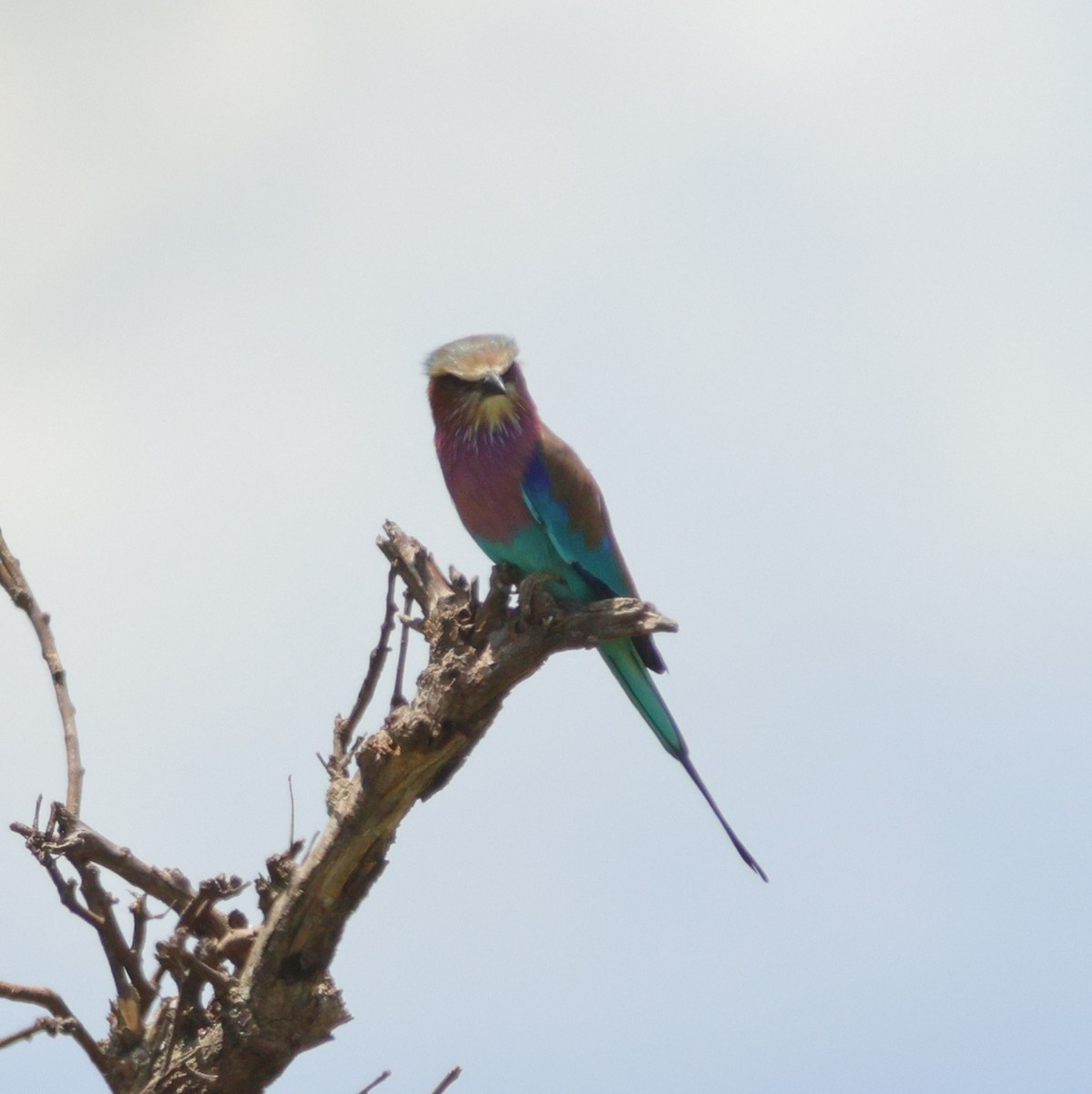 Lilac-breasted Roller (Lilac-breasted) - ML615249522