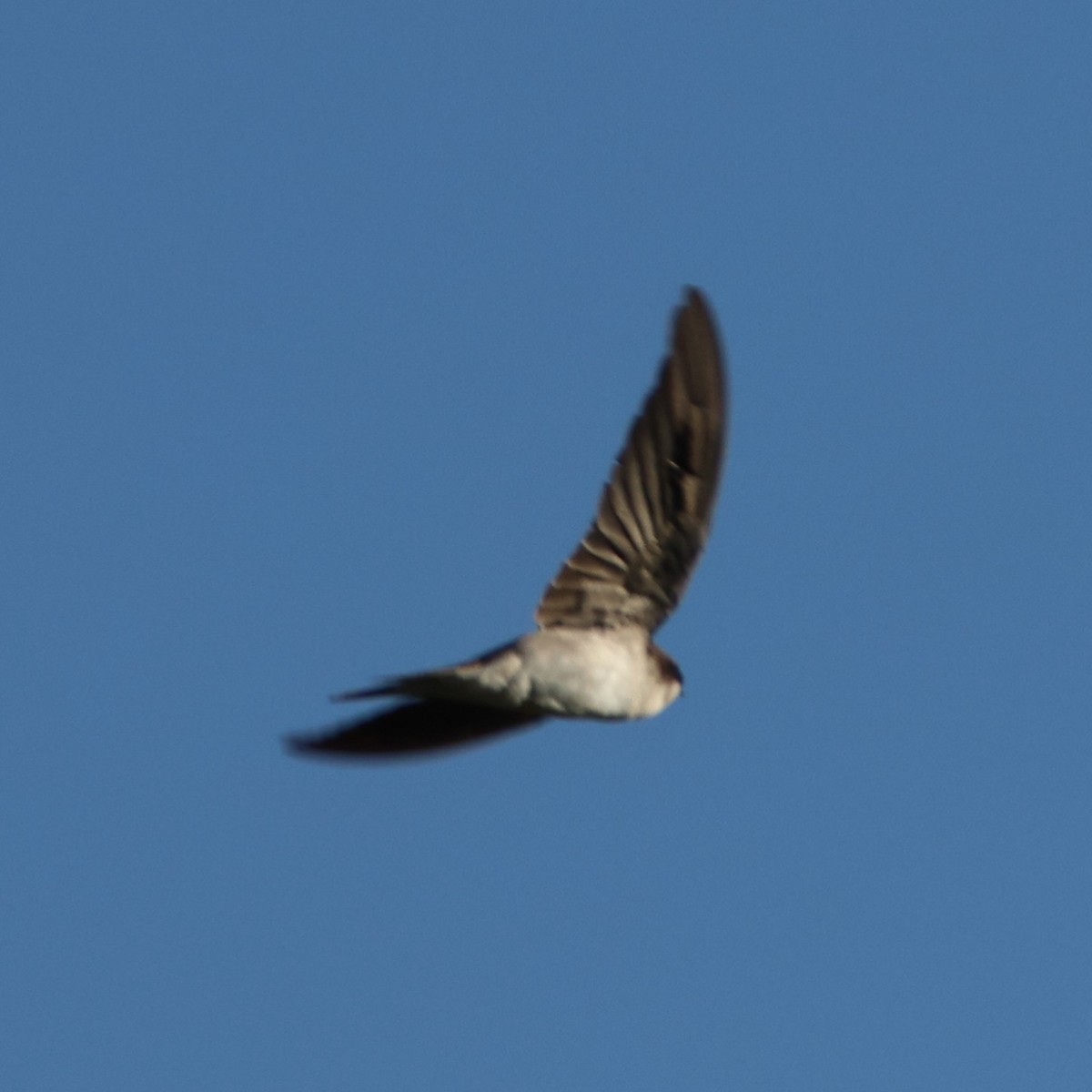 Gray-rumped Swallow - ML615249554