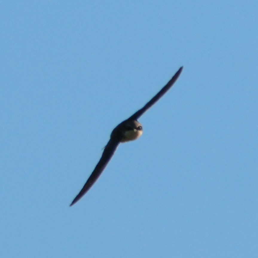 Gray-rumped Swallow - ML615249555