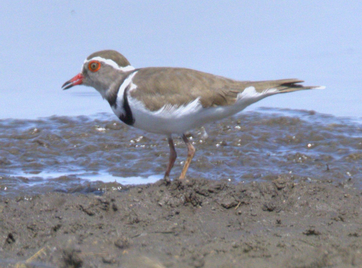 Three-banded Plover (African) - ML615249592