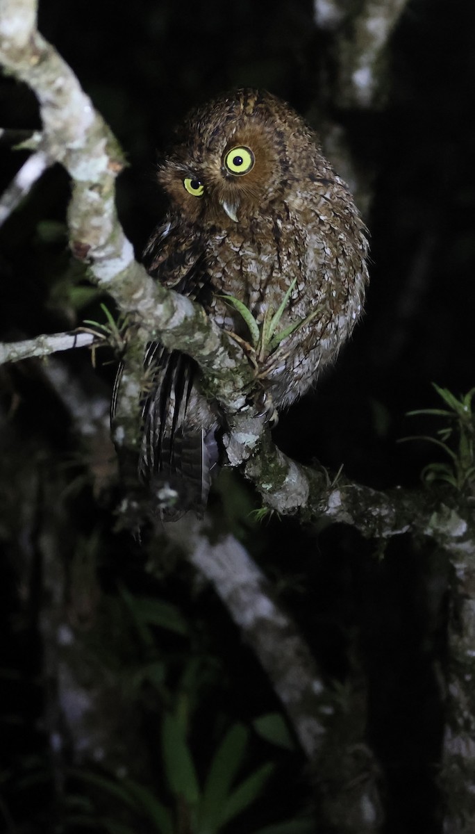Bare-shanked Screech-Owl - ML615249690