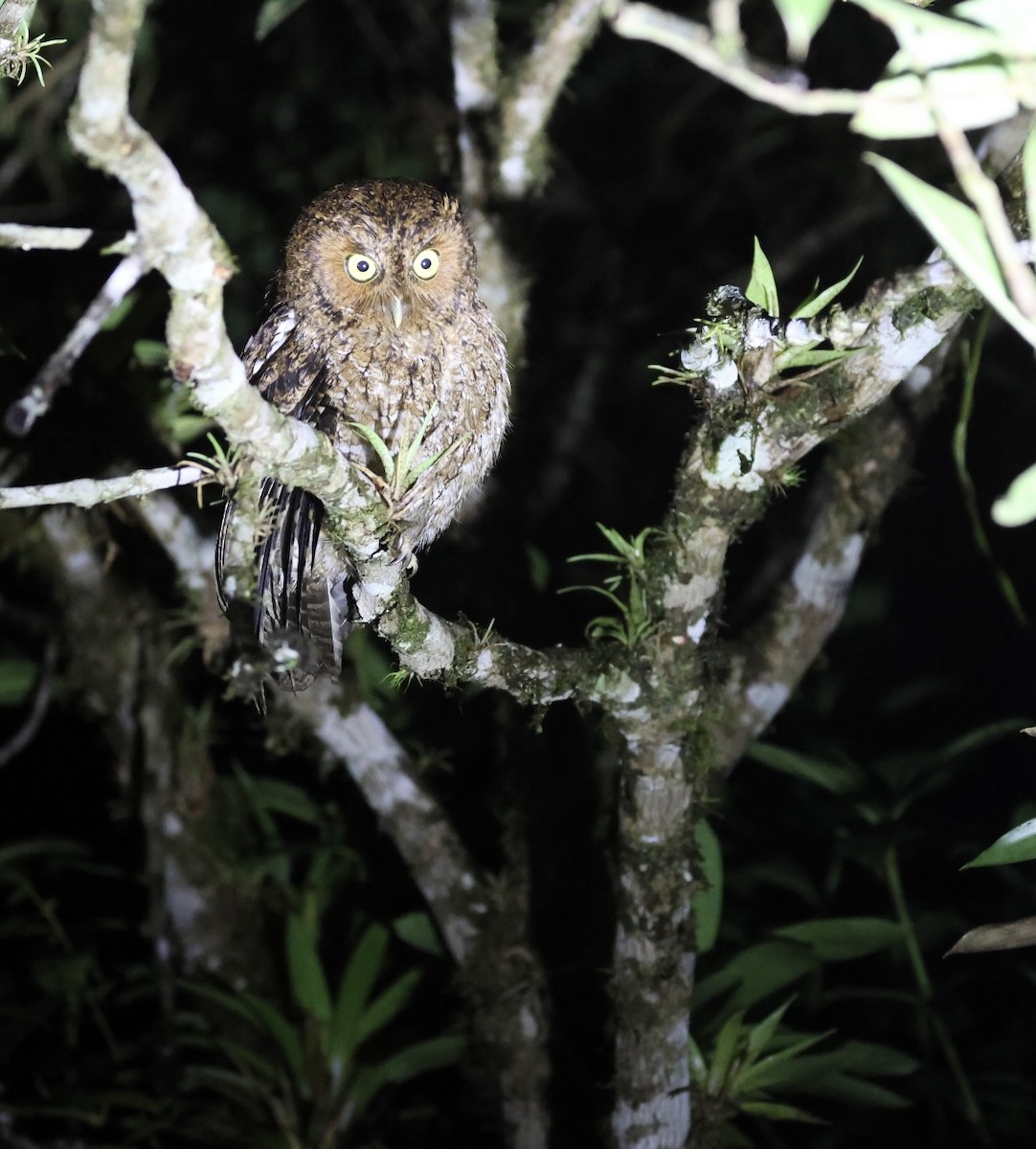 Bare-shanked Screech-Owl - ML615249691