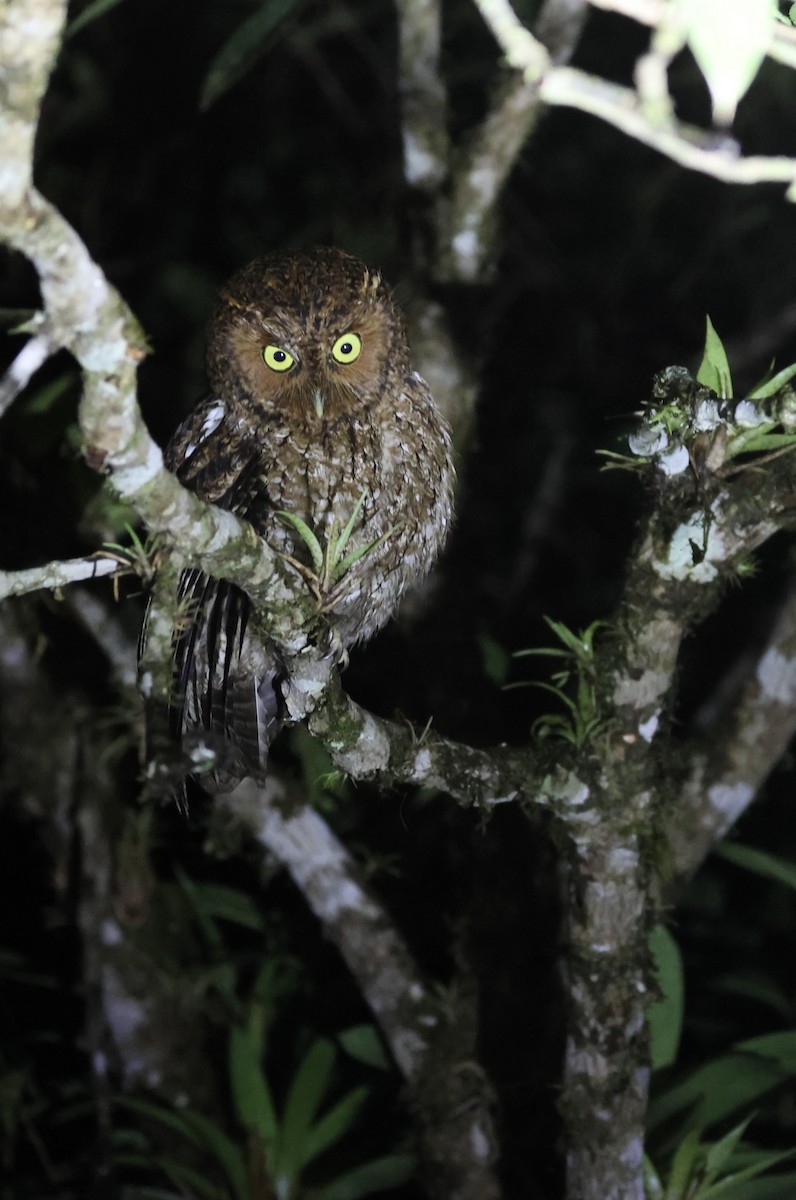Bare-shanked Screech-Owl - ML615249692