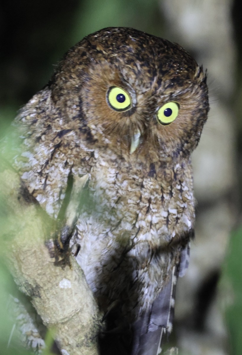 Bare-shanked Screech-Owl - ML615249693