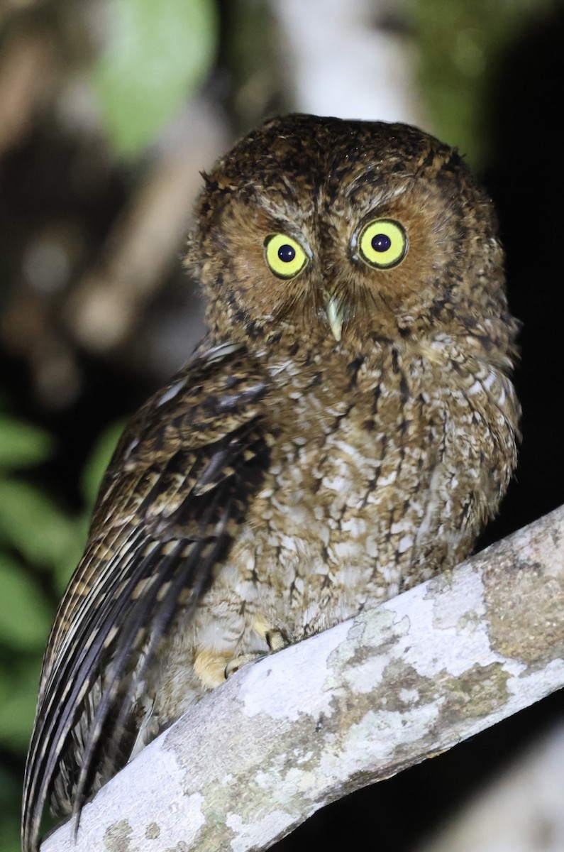Bare-shanked Screech-Owl - ML615249694