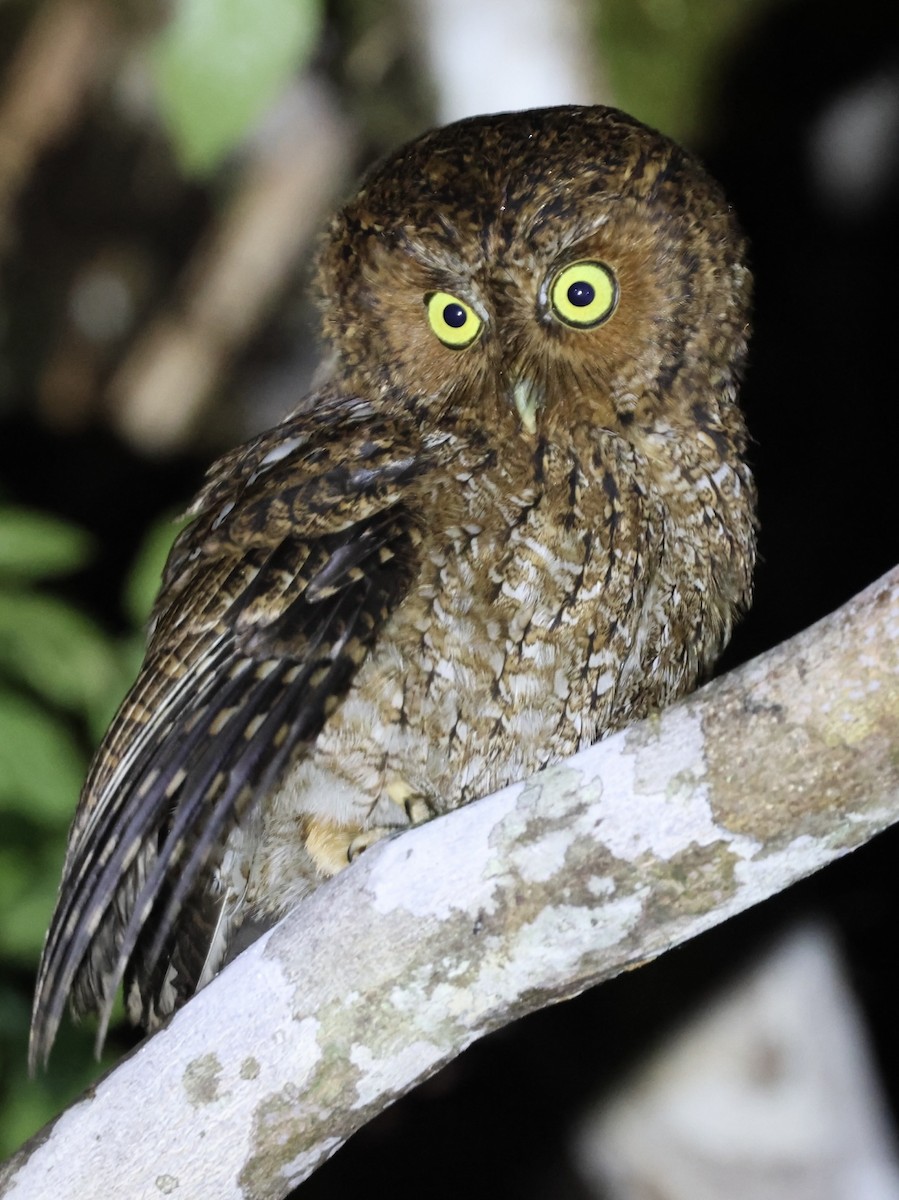 Bare-shanked Screech-Owl - ML615249695