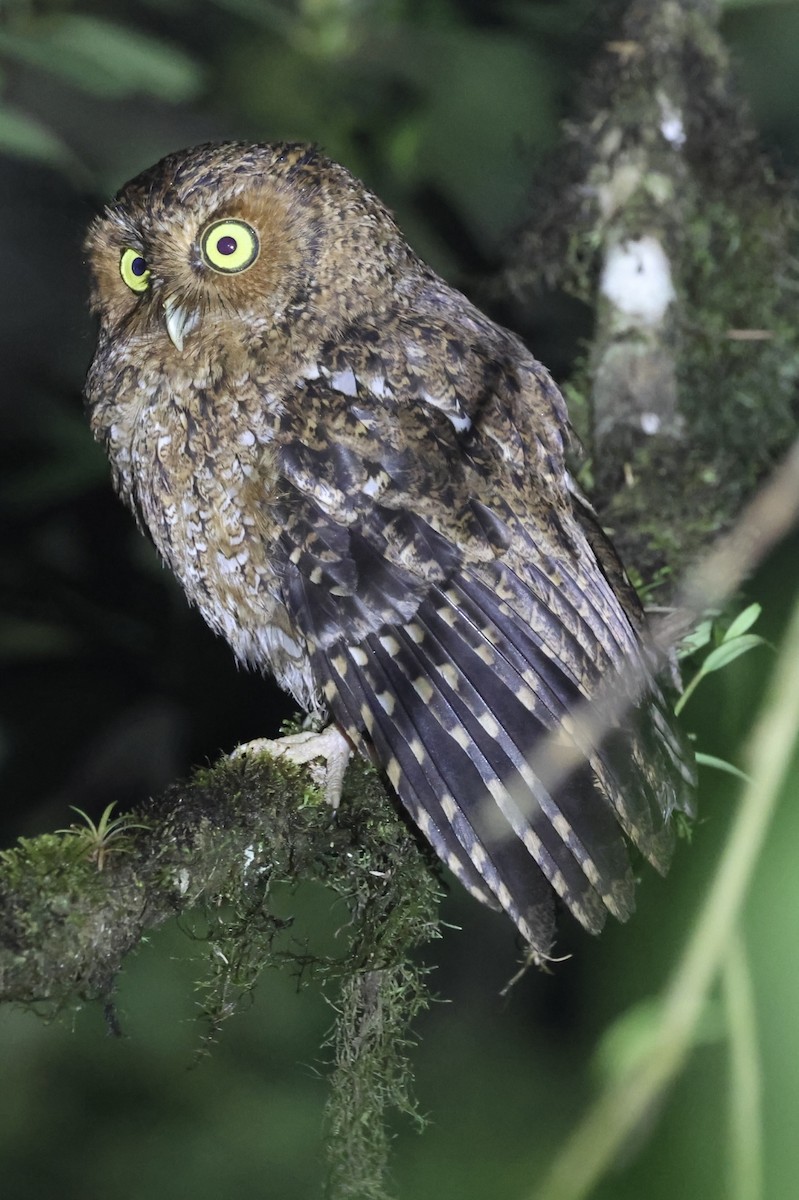 Bare-shanked Screech-Owl - ML615249697