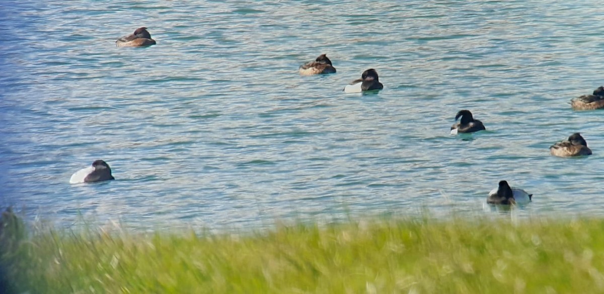 Greater Scaup - ML615249711
