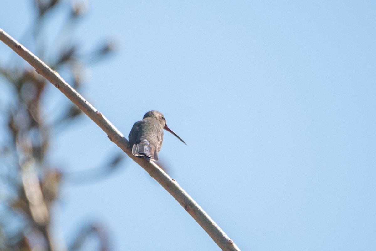Broad-billed Hummingbird - ML615249713