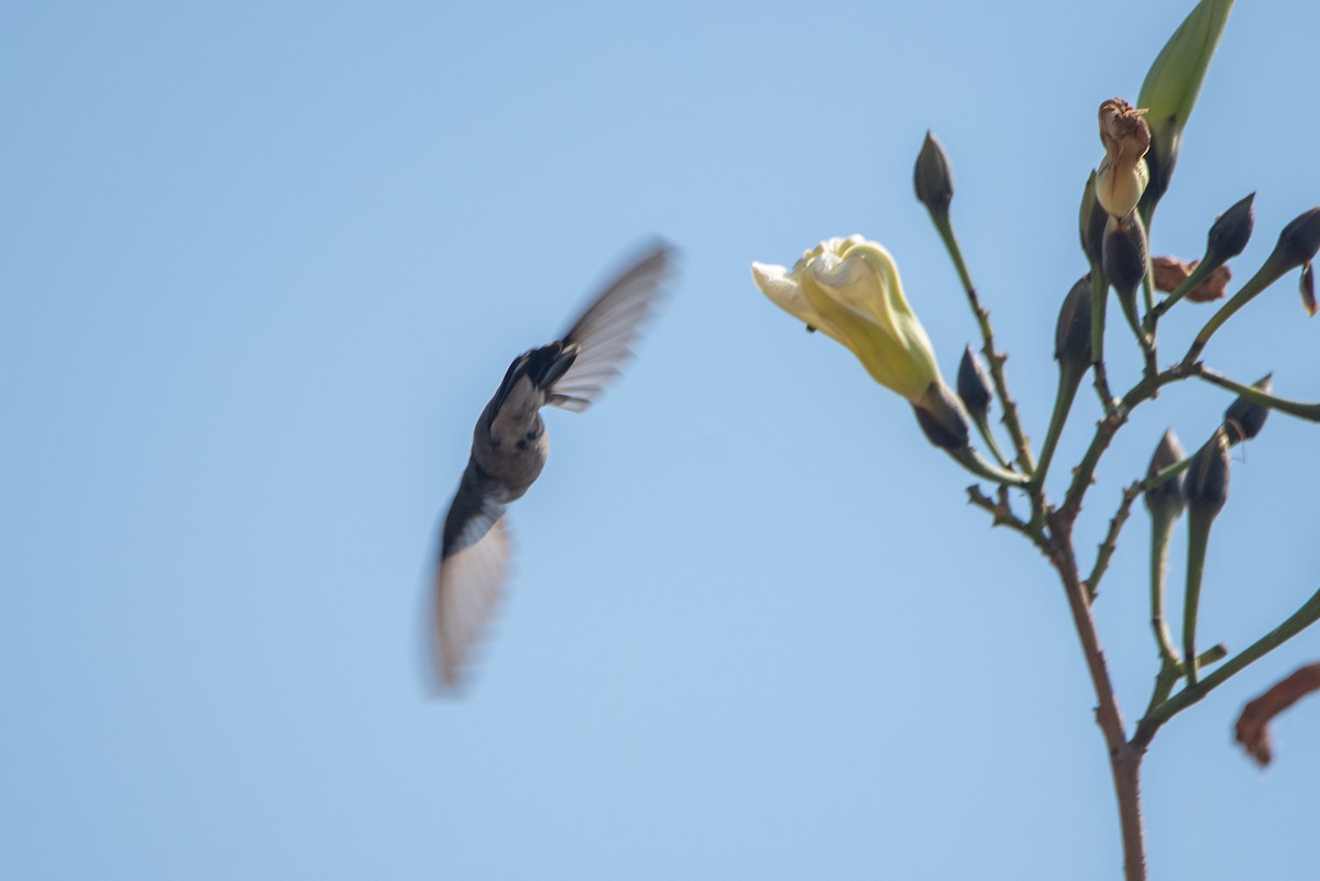 hummingbird sp. - Toby Rowland