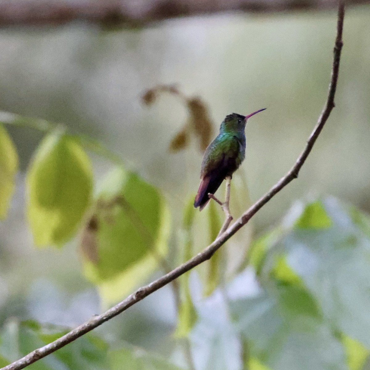 Rufous-tailed Hummingbird - Darryl Parker
