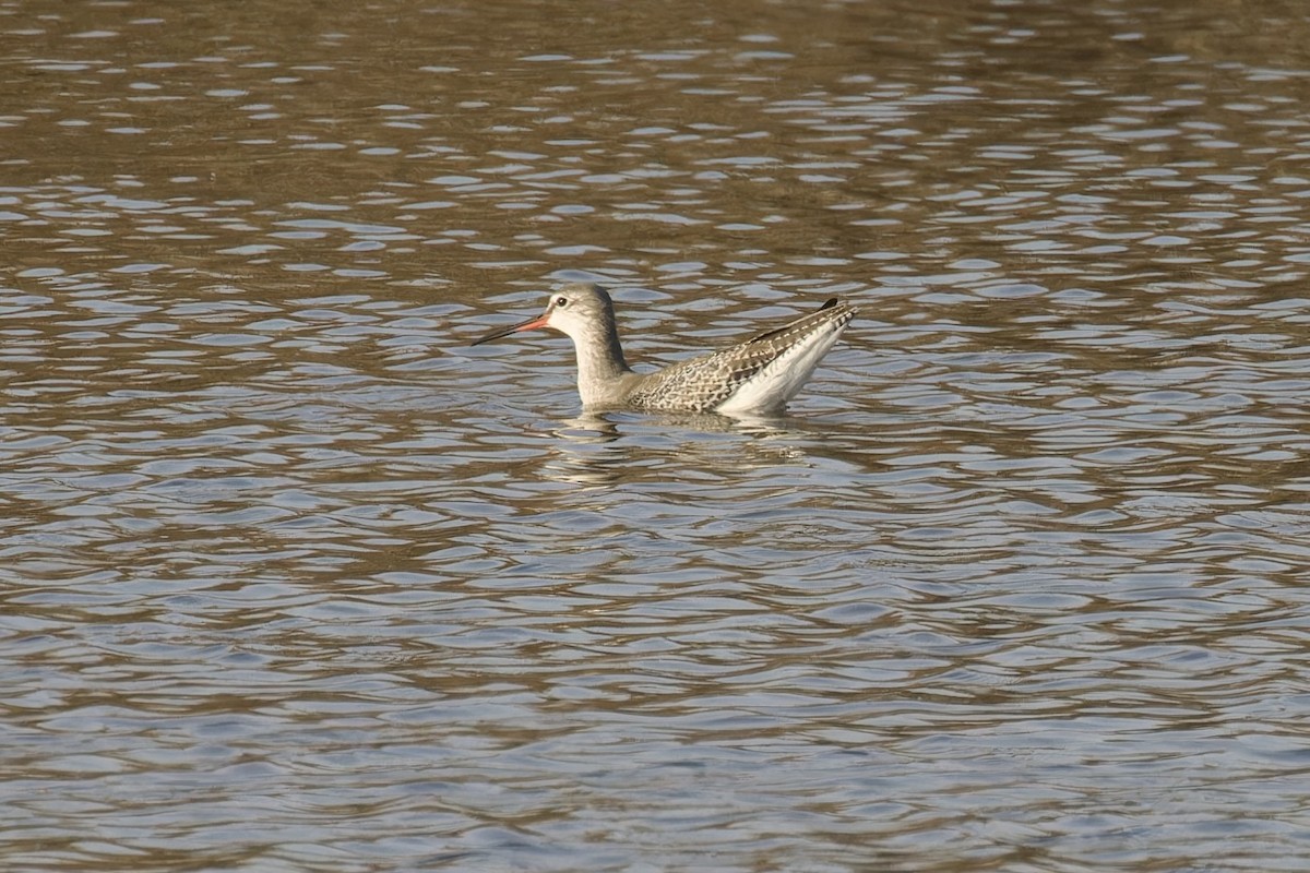Spotted Redshank - ML615249910