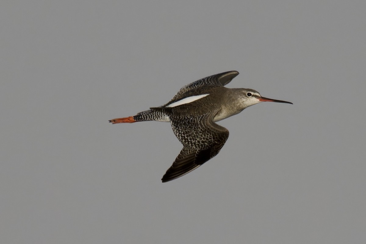 Spotted Redshank - ML615249911