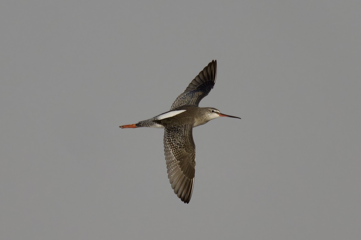 Spotted Redshank - ML615249912