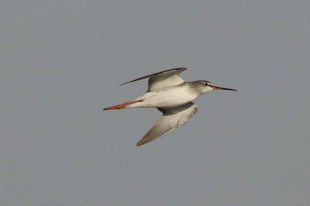 Spotted Redshank - ML615249913