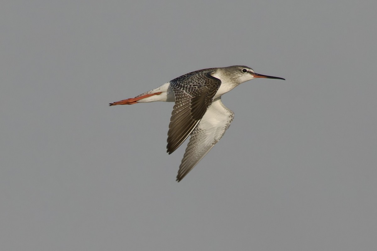 Spotted Redshank - ML615249914
