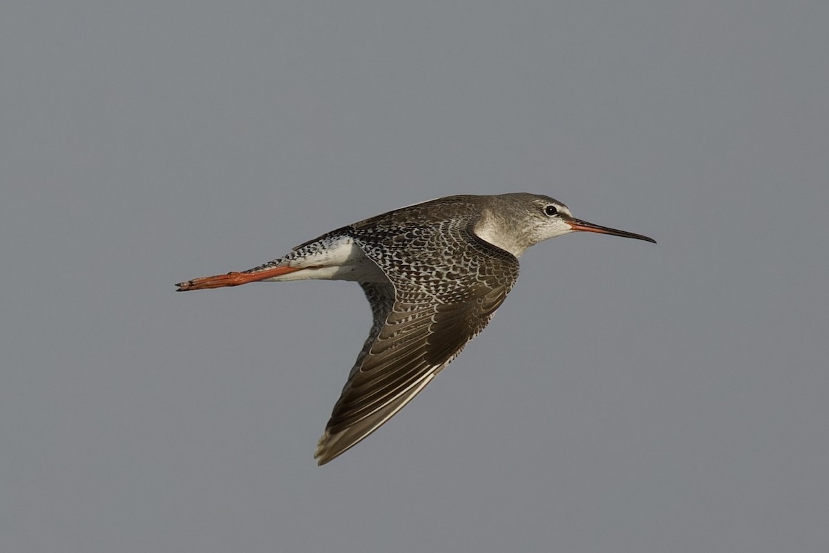 Spotted Redshank - ML615249915