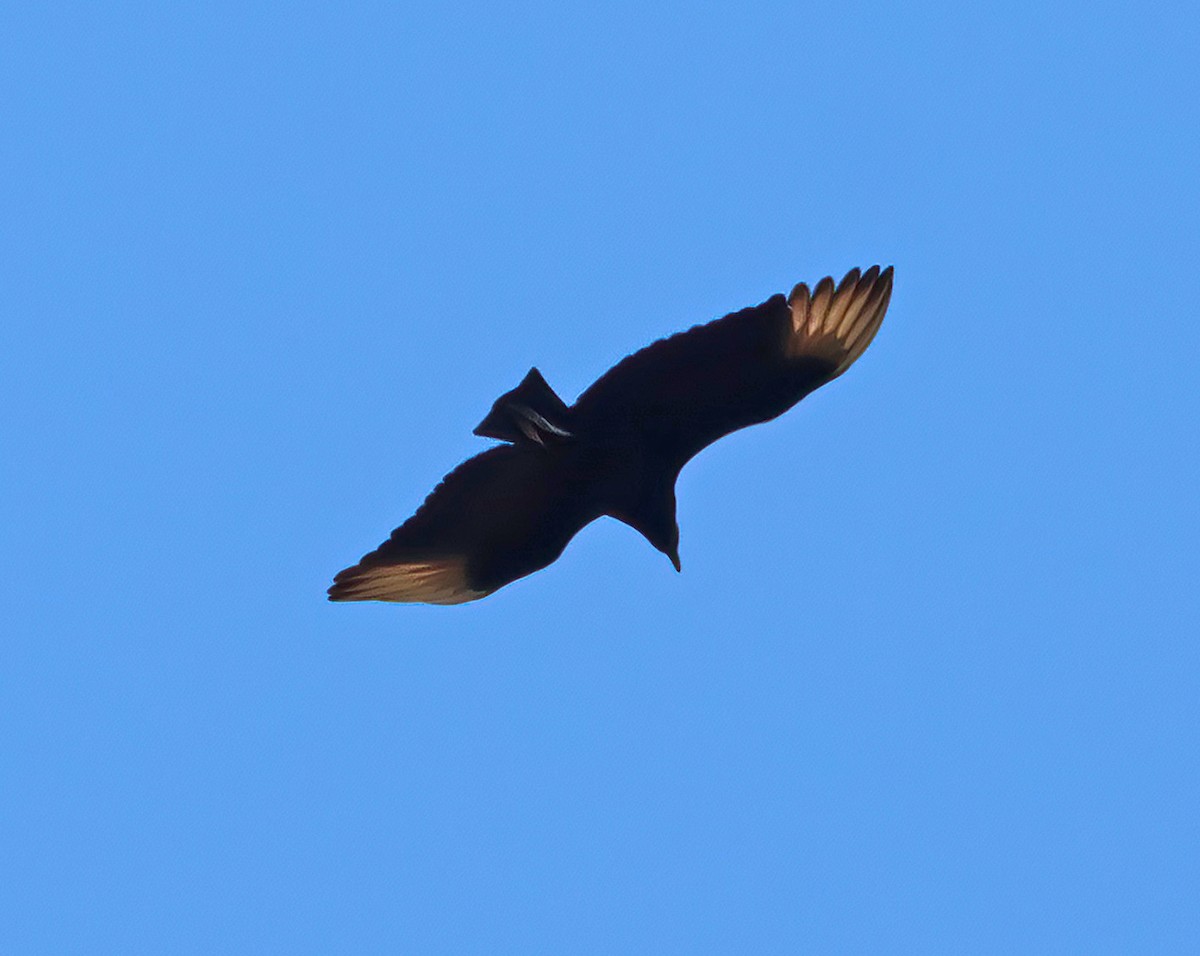 Black Vulture - ML615249973