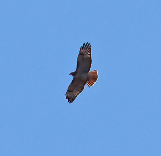 Red-tailed Hawk - ML615249978