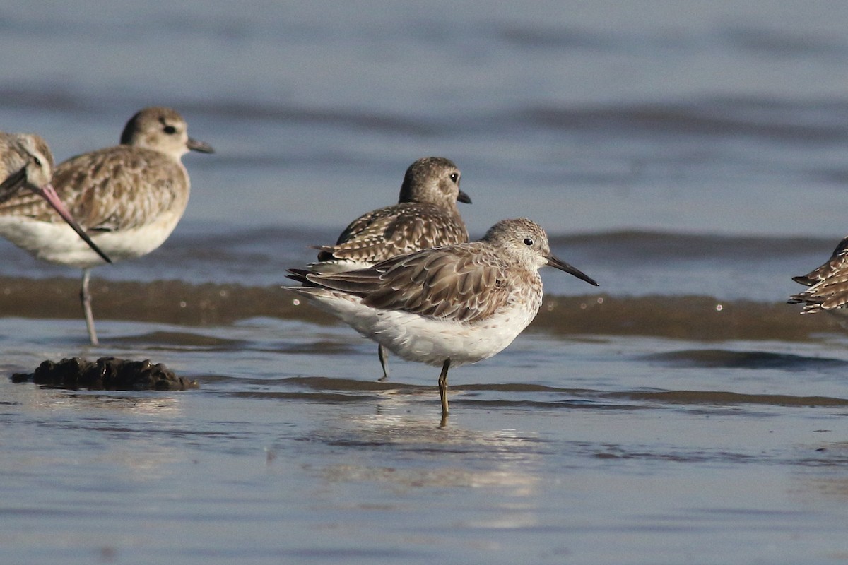 Great Knot - ML615250062
