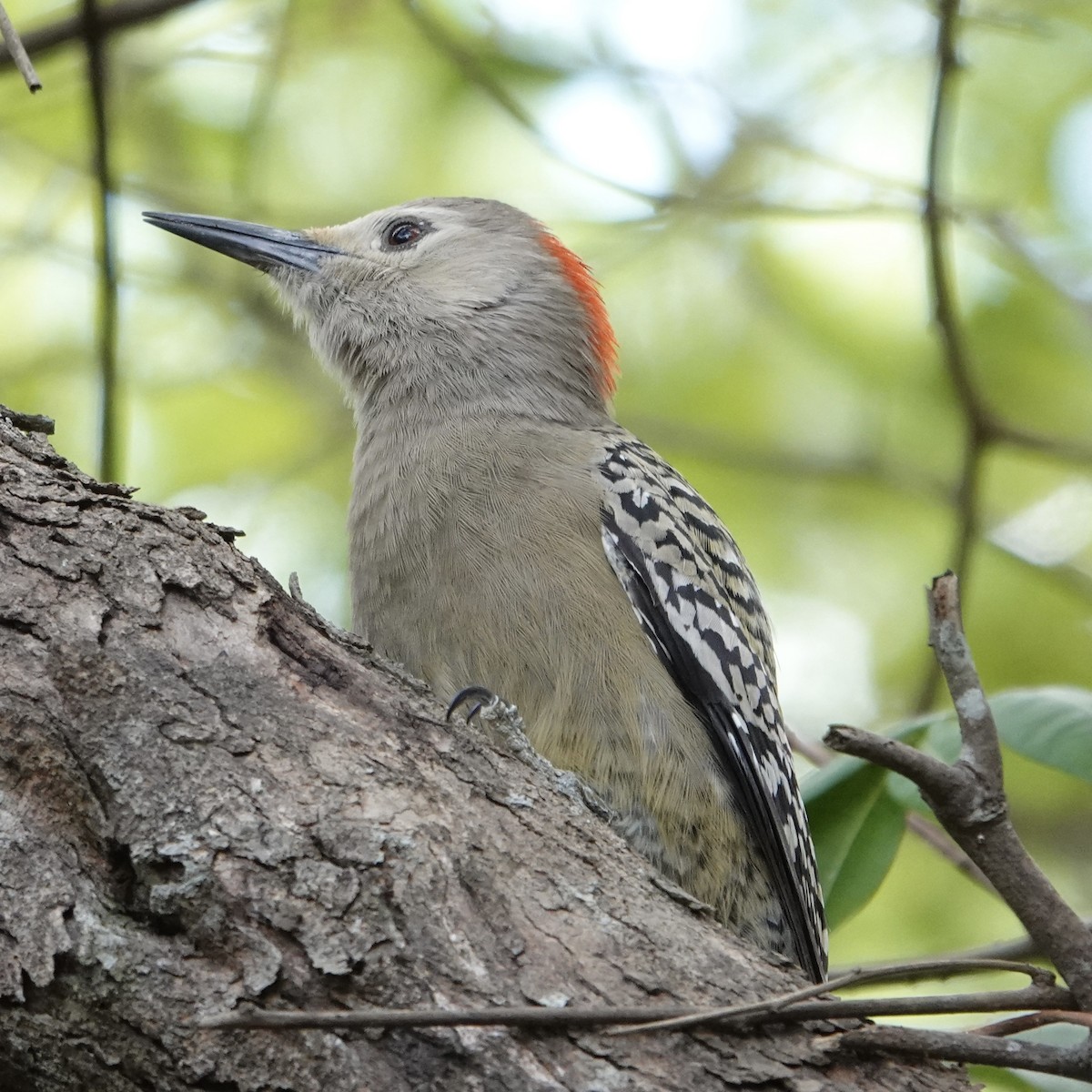 West Indian Woodpecker - ML615250064