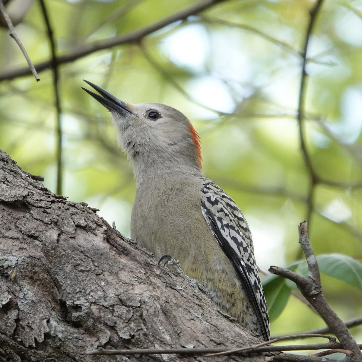 West Indian Woodpecker - ML615250065