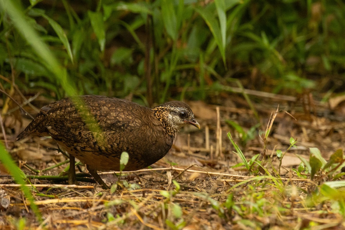 Scaly-breasted Partridge - ML615250080