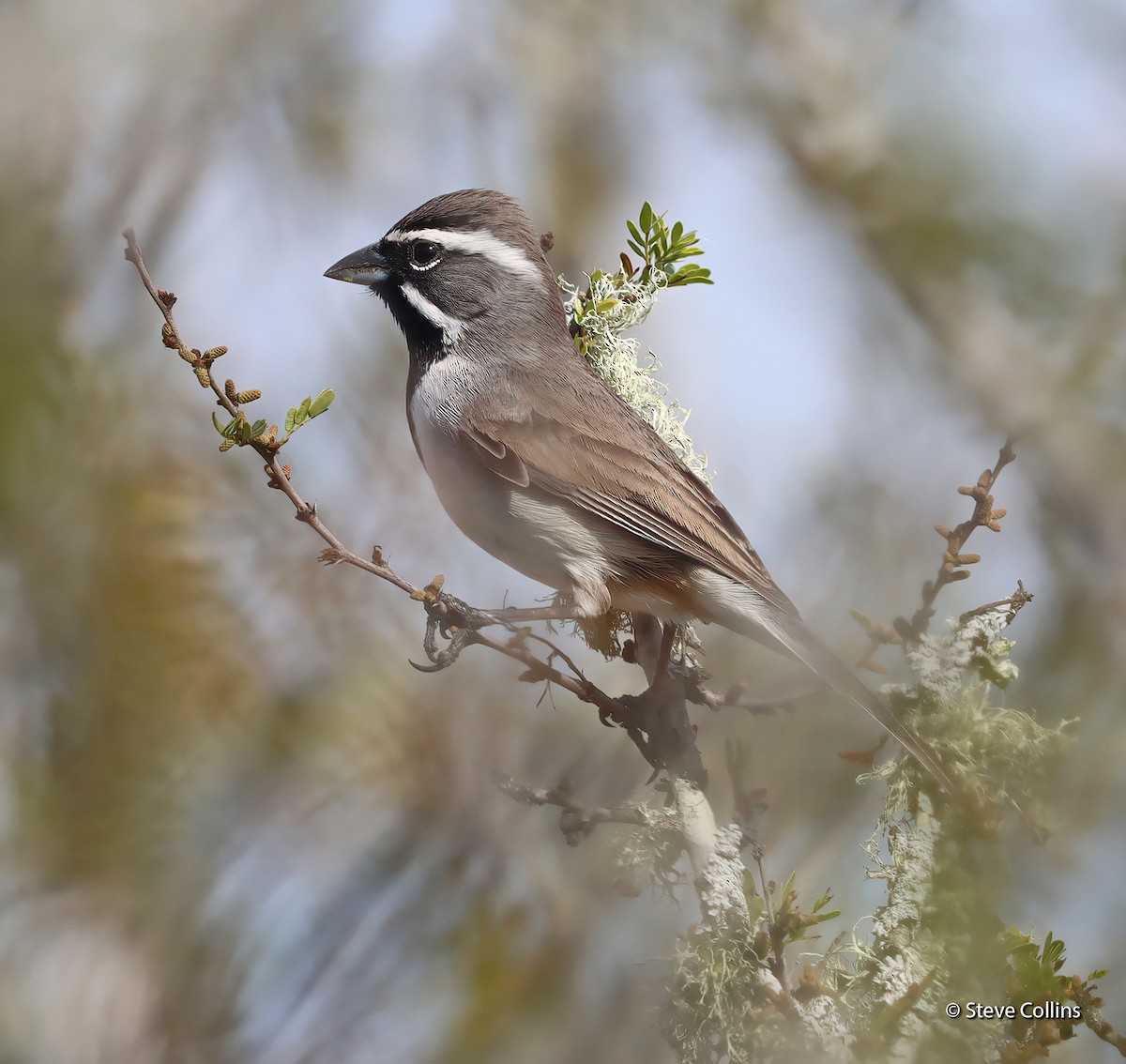 Black-throated Sparrow - ML615250142