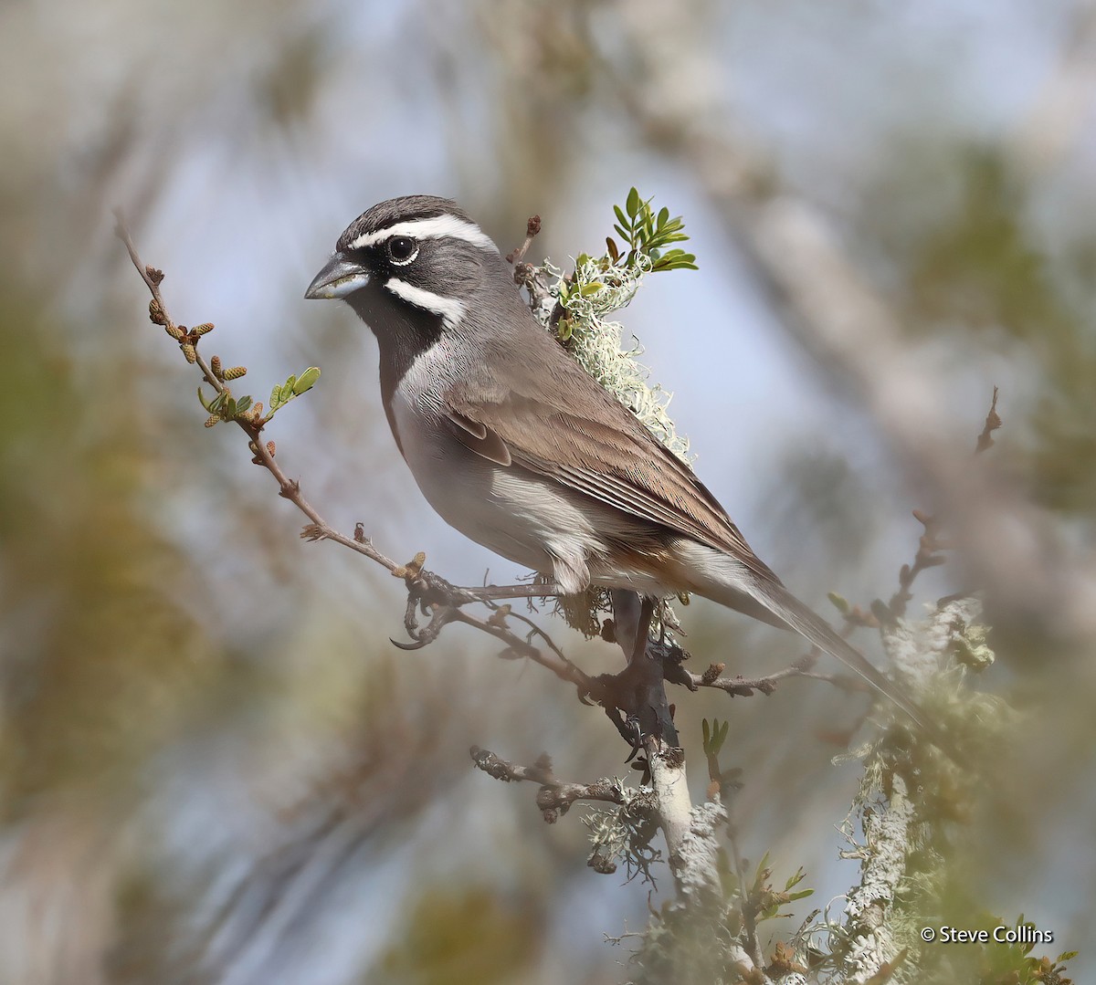Black-throated Sparrow - ML615250143