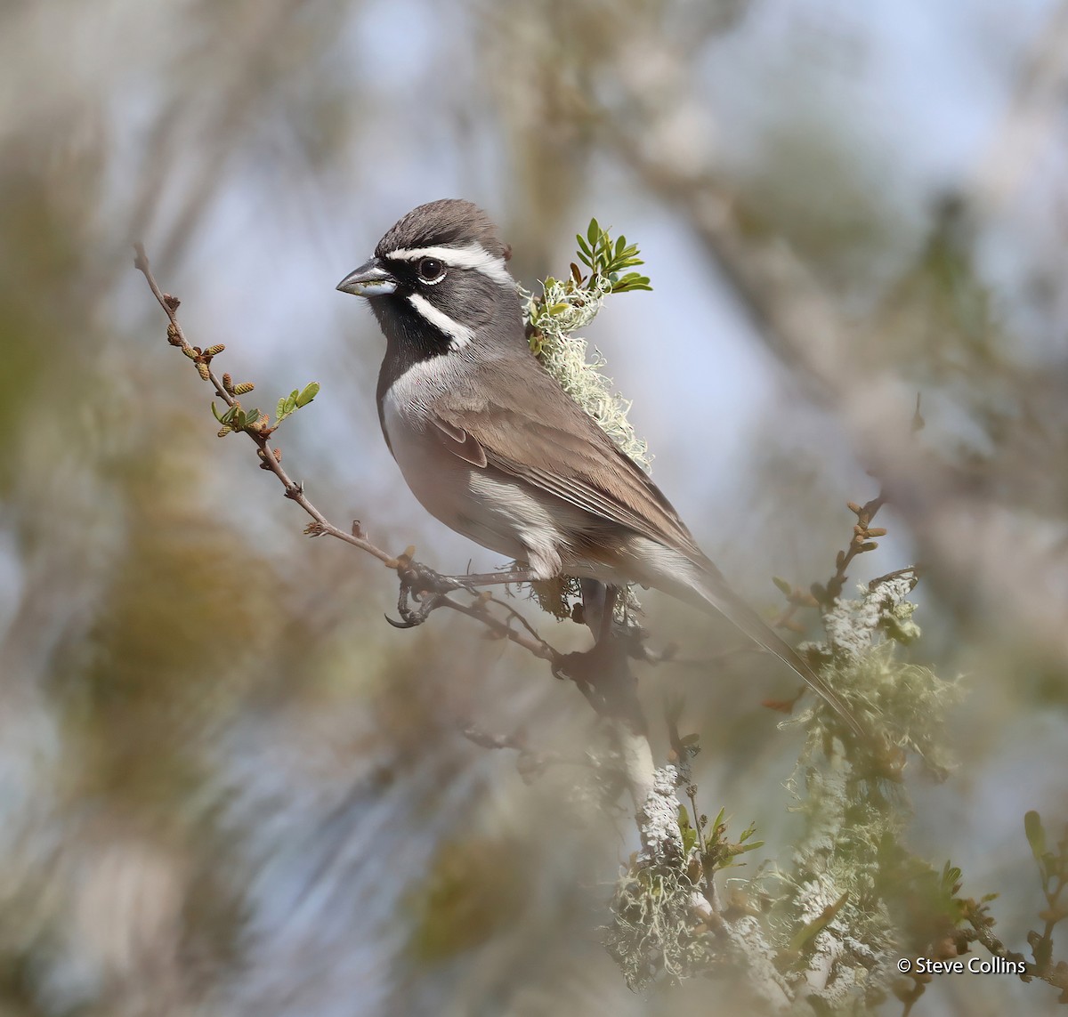 Black-throated Sparrow - ML615250145