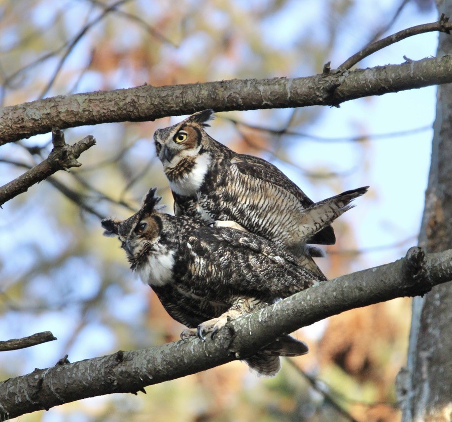 Great Horned Owl - ML615250389