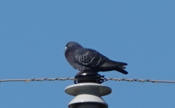 Rock Pigeon (Feral Pigeon) - ML615250408